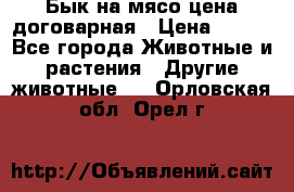 Бык на мясо цена договарная › Цена ­ 300 - Все города Животные и растения » Другие животные   . Орловская обл.,Орел г.